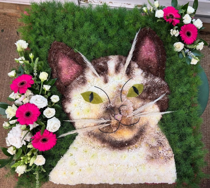 2D Cat